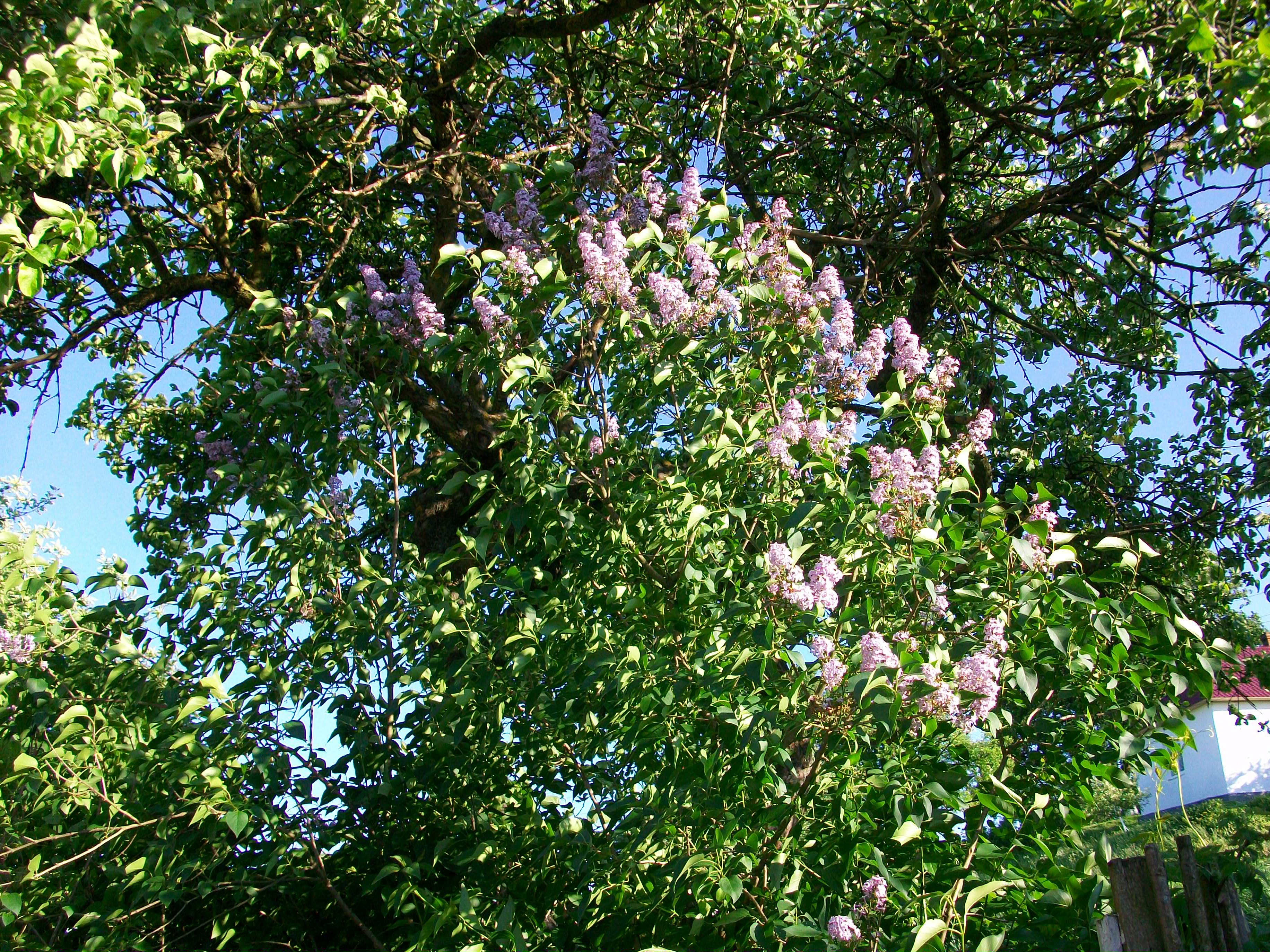 Природа Карпат